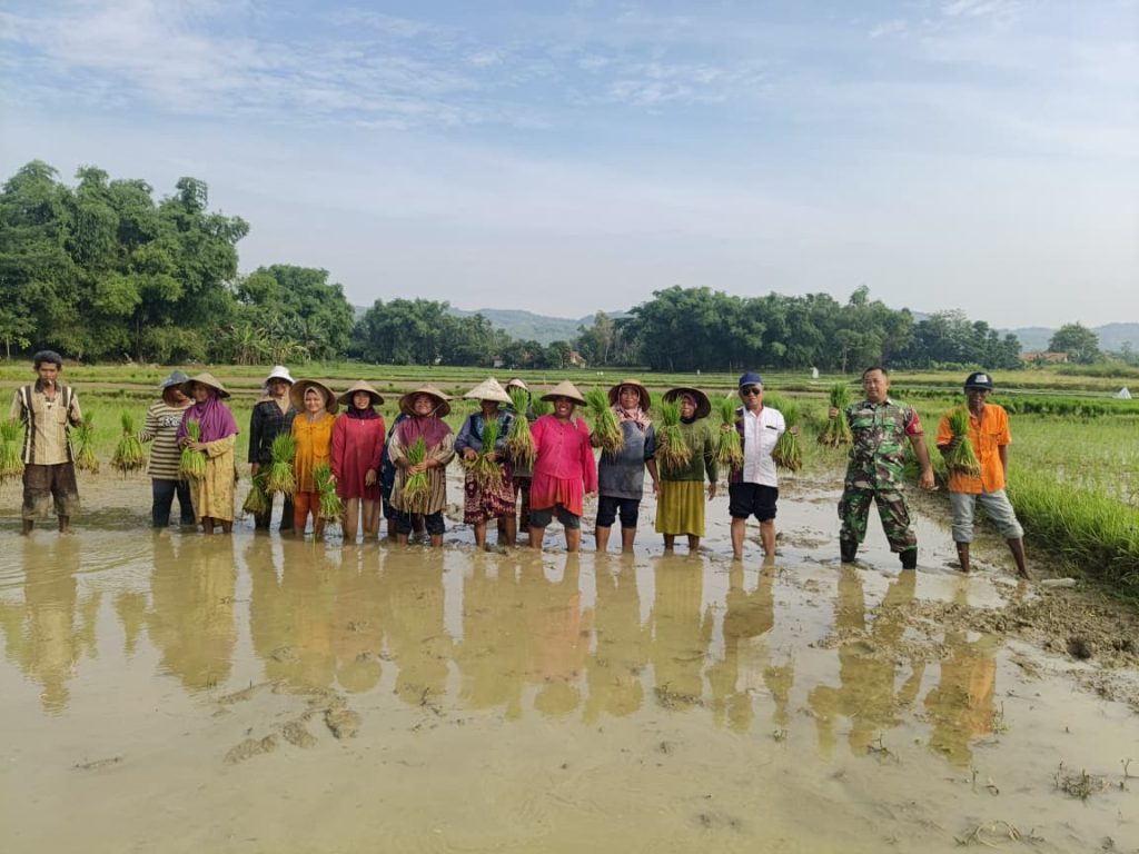 Babinsa Jrengik Kawal Petani Tanam Padi di Jungkarang ,Menunjukan Komitmen dan Ketahanan Pangan 