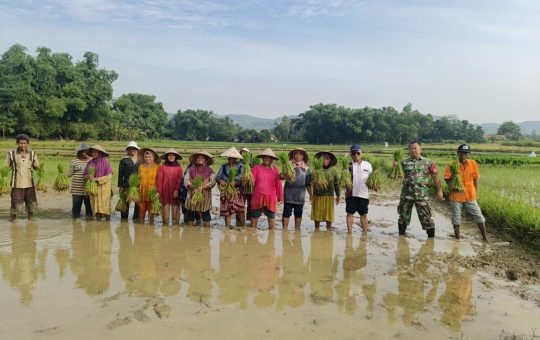 Babinsa Jrengik Kawal Petani Tanam Padi di Jungkarang ,Menunjukan Komitmen dan Ketahanan Pangan 