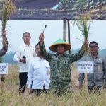 Panen Raya TNI di Sumedang Perkuat Sinergi Wujudkan Ketahanan Pangan Nasional Panen Raya TNI di Sumedang Perkuat Sinergi Wujudkan Ketahanan Pangan Nasional