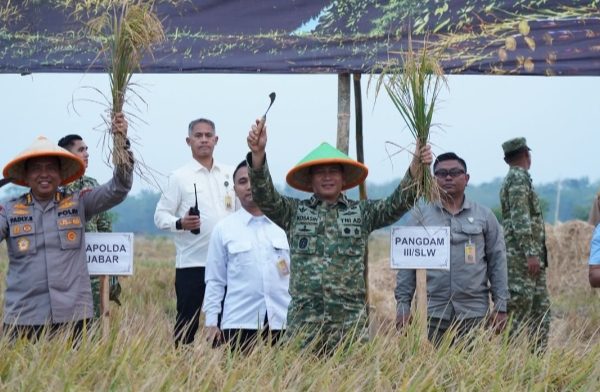 Panen Raya TNI di Sumedang Perkuat Sinergi Wujudkan Ketahanan Pangan Nasional